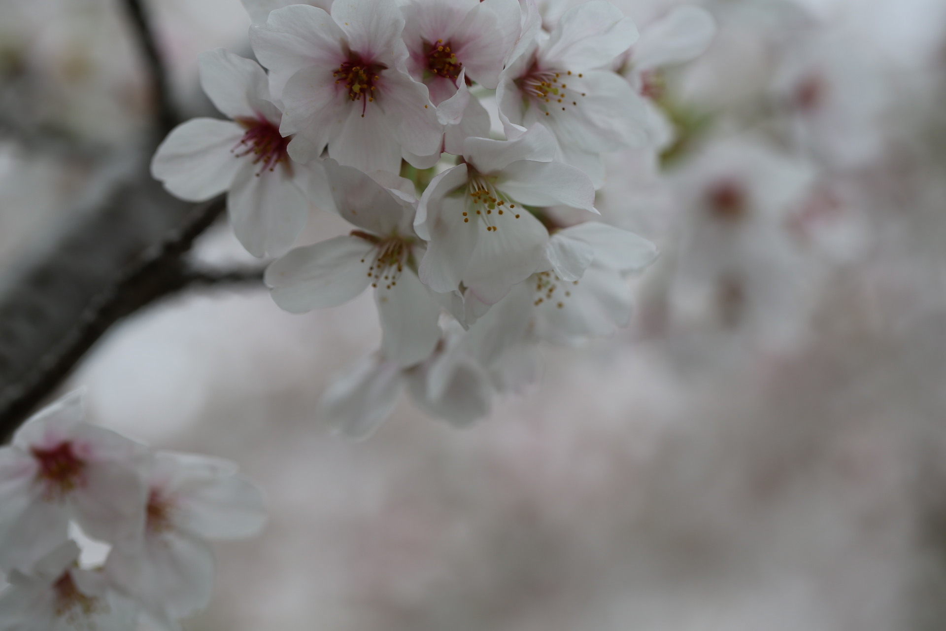 桜のような君が好き 写真とイラストが奏でる心の詩 うた